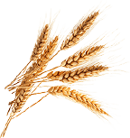 author-one-img-shape